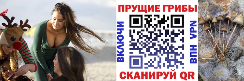 Псилоцибиновые грибы мицелий  дарнет шоп  OMG   Заринск 